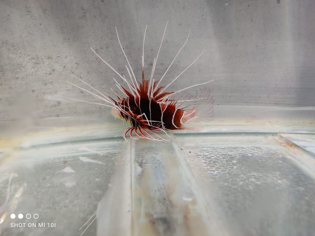 Clearfin Lion Fish