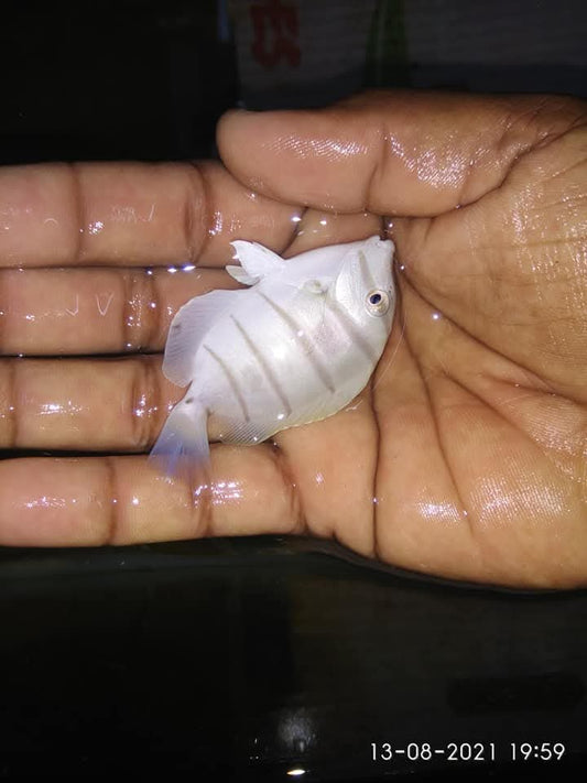 Convic Tang Fish