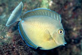Blue Spine Unicon Tang Fish Juvenil