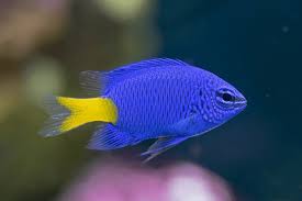 Yellow Tail Blue Damsel Fish