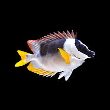 Magnificent Foxface Rabbitfish