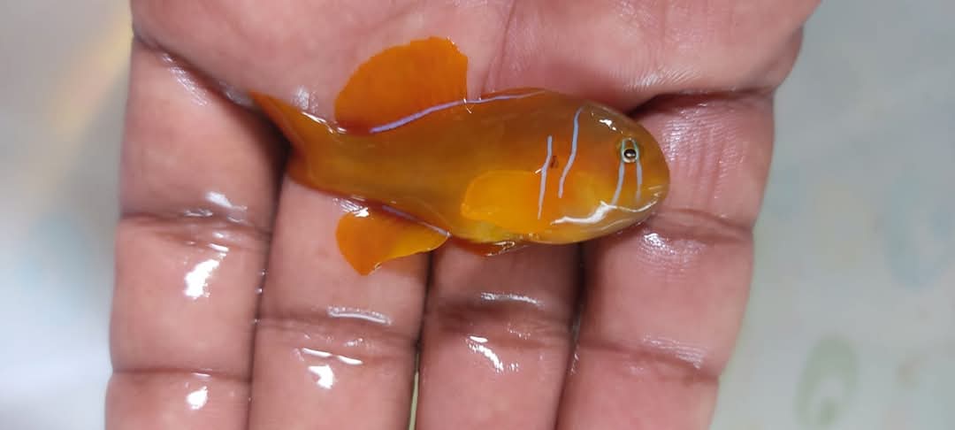 Citran Clown Goby