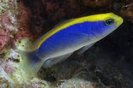 Sunrise Dottyback Fish