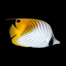 Threadfin Butterflyfish