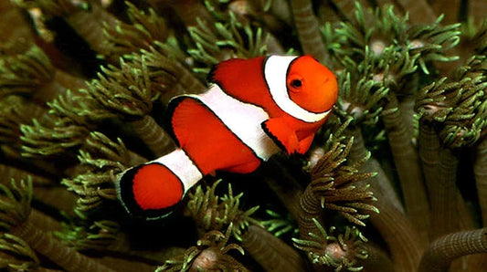 Red ocellaris clownfish