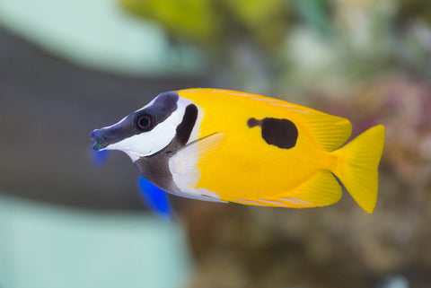 Foxface Rabbitfish