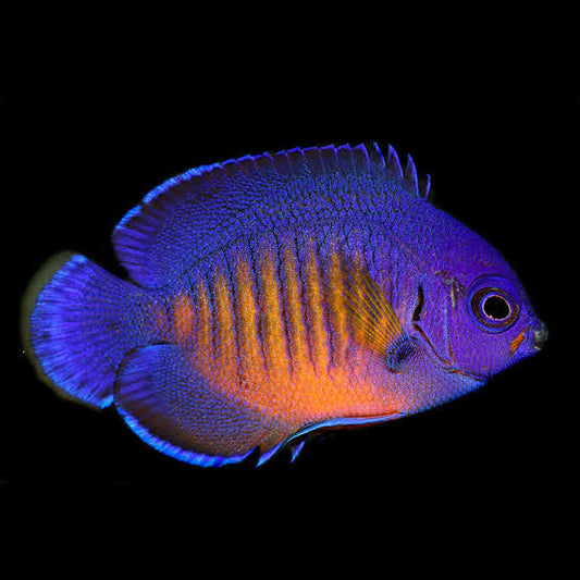 Purple deep coral beauty angel fish