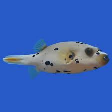 Dog Face Pufferfish