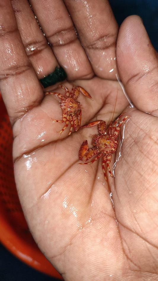 Red Anemeon Crab