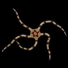 Tiger Serpent Starfish