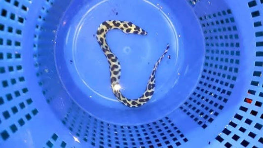 Honeycomb Eel Fish