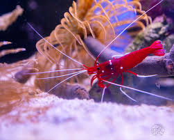 Blood Shrimp