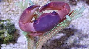 Acro Coral Crab