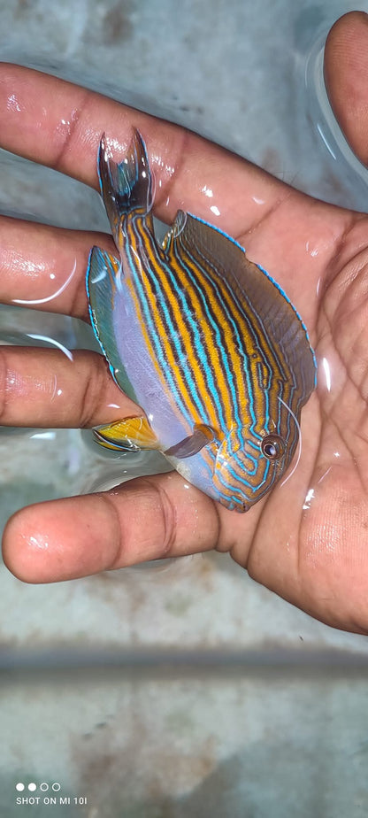 Clown Tang Fish