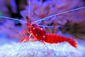 Blood Shrimp