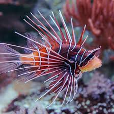 Clearfin Lion Fish