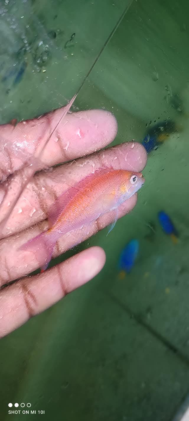 Red Fairy Anthias Fish