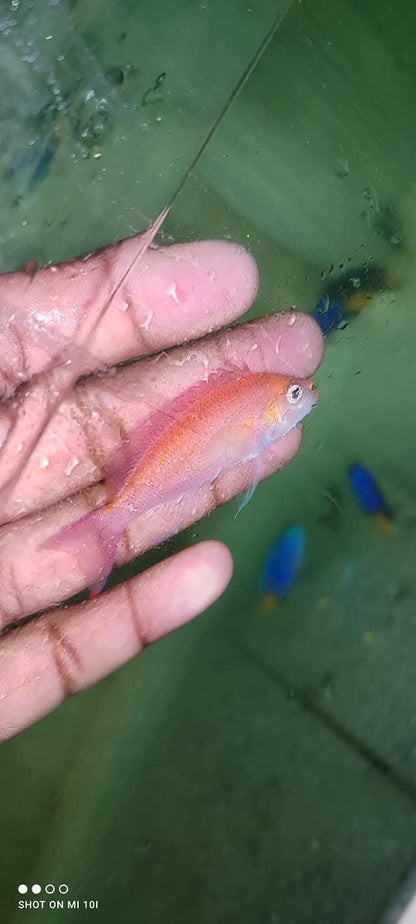 Red Fairy Anthias Fish