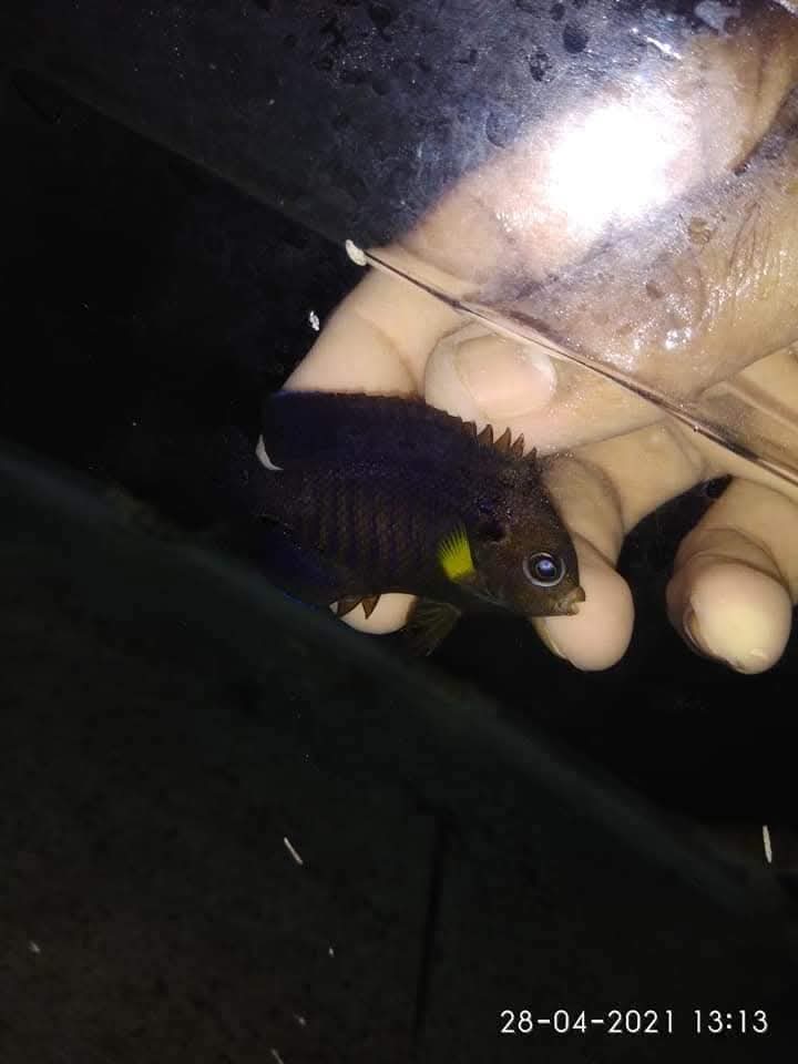Yellow Fin Angelfish