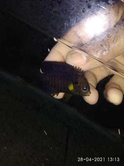 Yellow Fin Angelfish