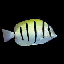 Convic Tang Fish