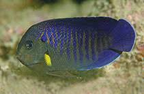 Yellow Fin Angelfish