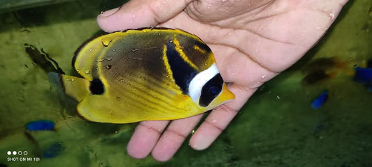 Raccon Butterfly Fish