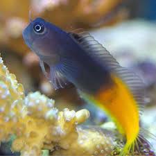 Bicolour Blenny Fish