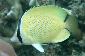 Citran Butterfly Fish