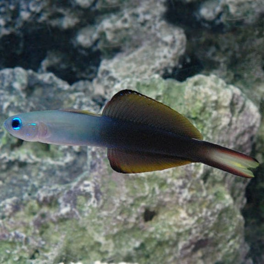 Scissor Tail Dart Goby