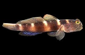 Blue Fin Watchman Goby