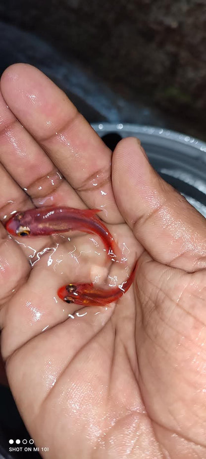 Halfband Cardinal Fish