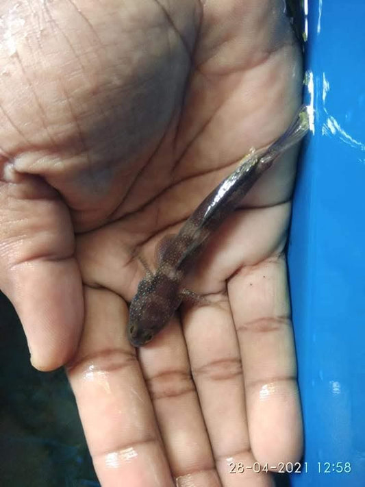 Blue Fin Watchman Goby