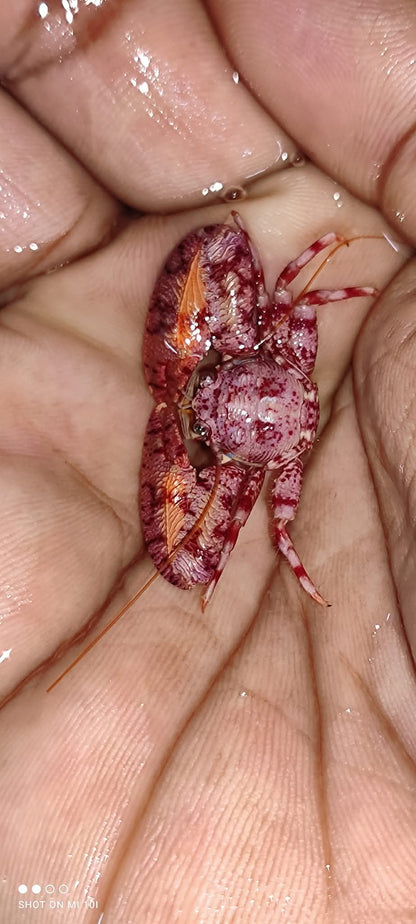 Red Anemeon Crab