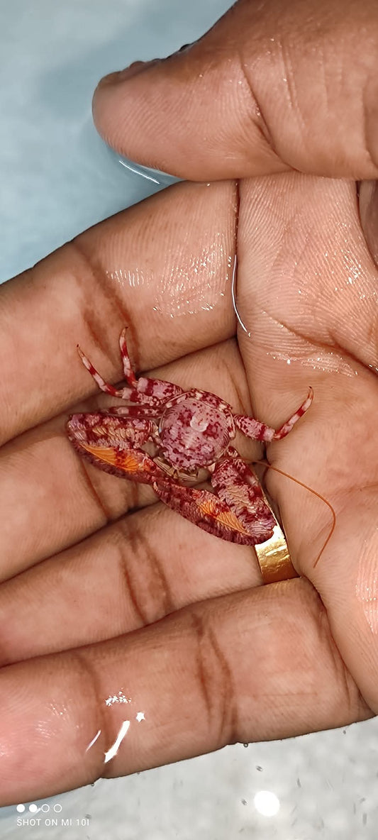 Red Anemeon Crab