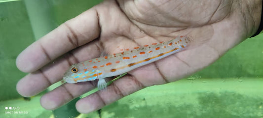 Diamond Watchman Goby