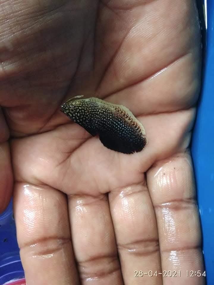 Black Leopard Warsse