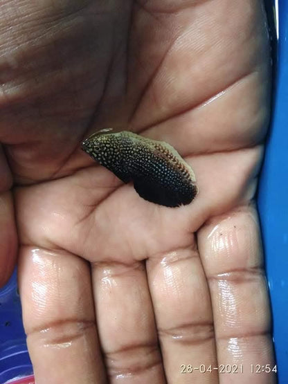 Black Leopard Warsse