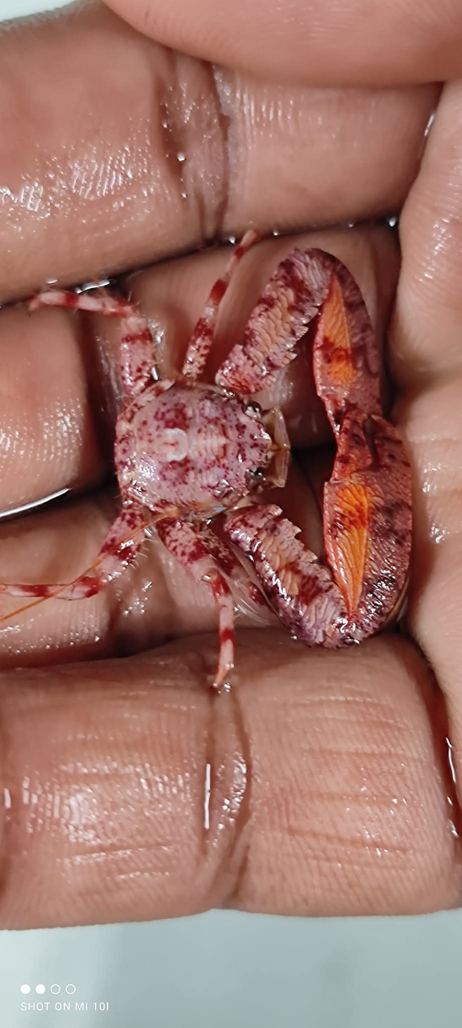 Red Anemeon Crab