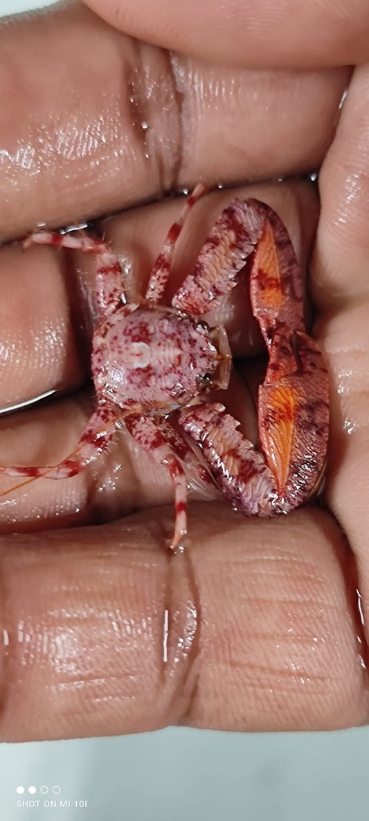 Red Anemeon Crab