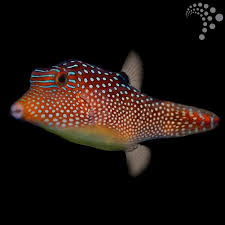 Jewel Toby Pufferfish