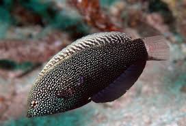 Black Leopard Warsse