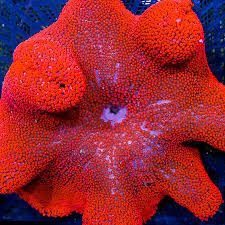 Red Carpet Anemone
