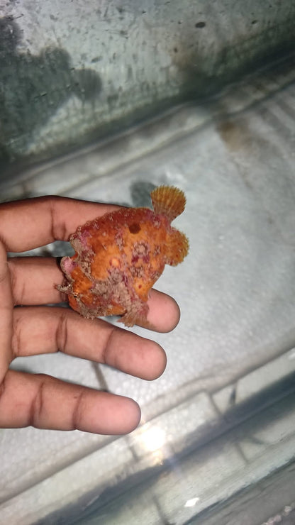 Frog Fish