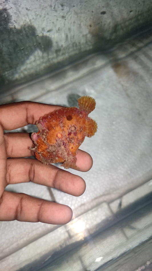 Frog Fish