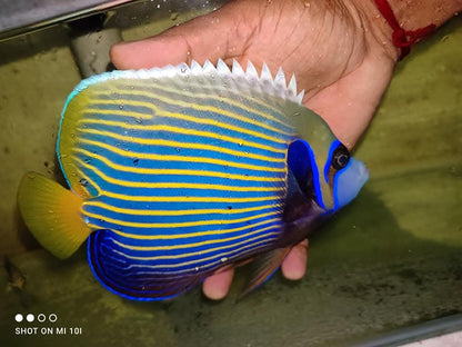 Emperar Angelfish Adult