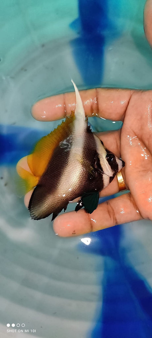 Singular Bannerfish