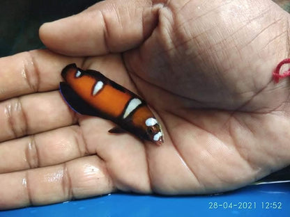 Queen Cori's Wrasse Juvenil