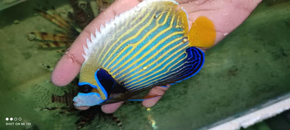 Emperar Angelfish Adult