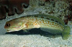 Jaw Fish